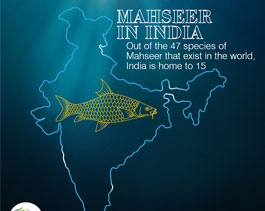 Mahseer in   India