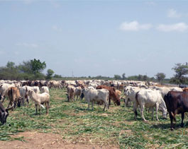 Cattle feeding