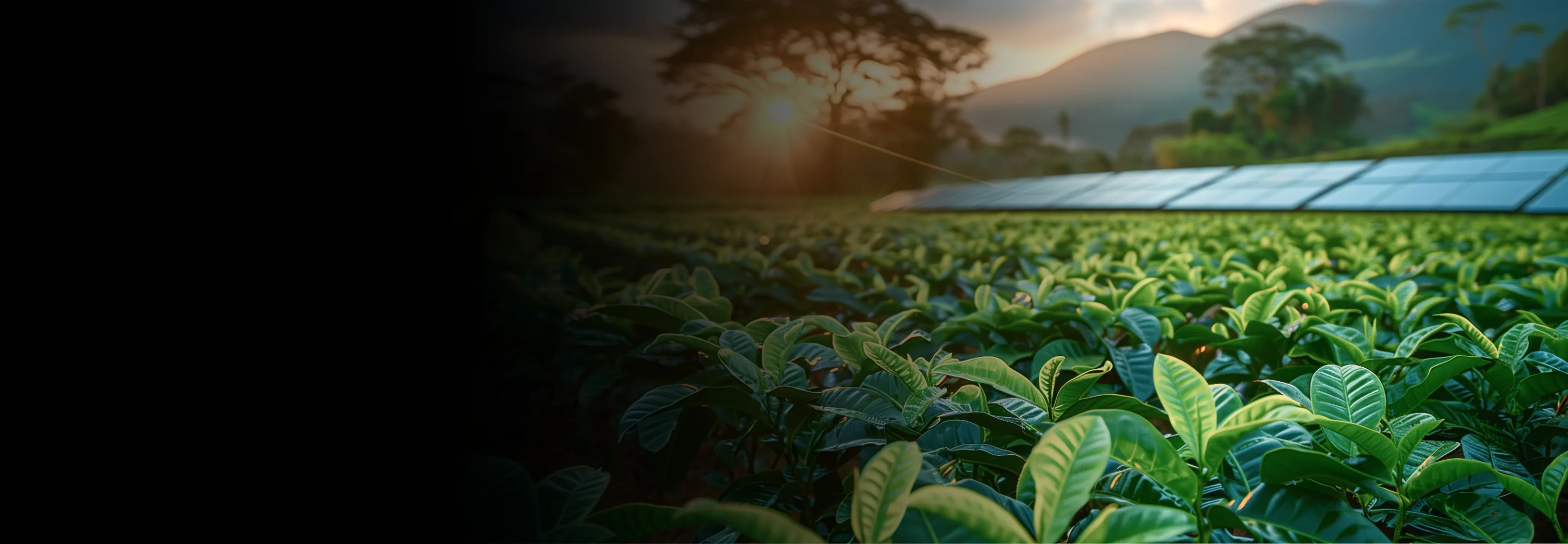 Amalgamated Plantations 11.5 MW solar energy project