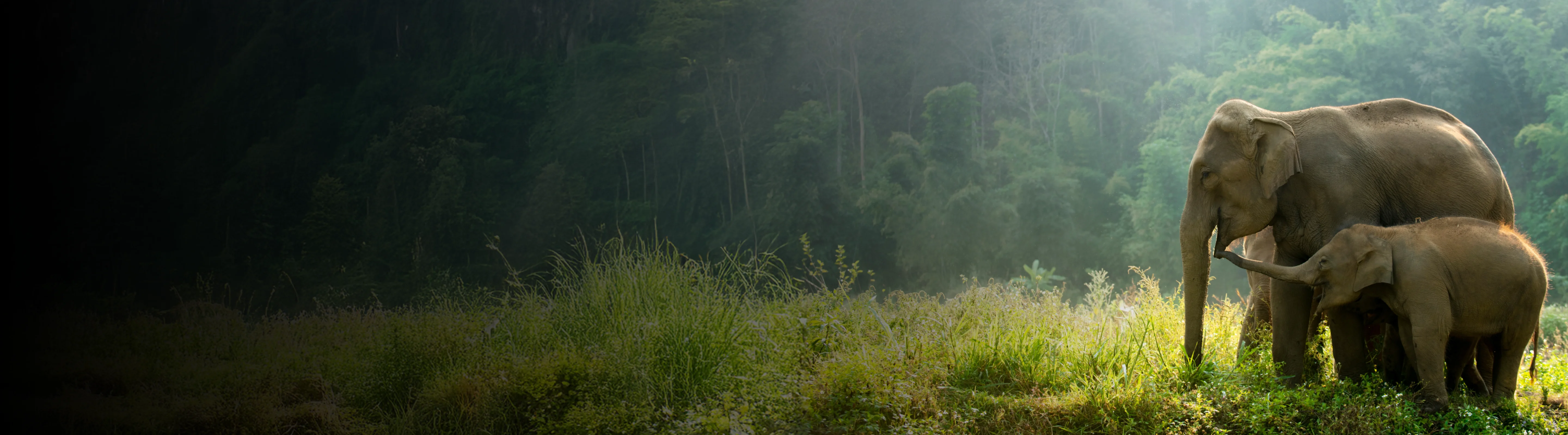 Tata Power's Gaja Sanrakshana initiative protecting native elephant population in Odisha