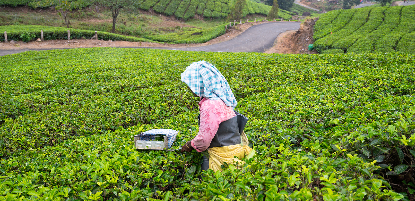 Amalgamated Plantations tea estates powered by clean energy