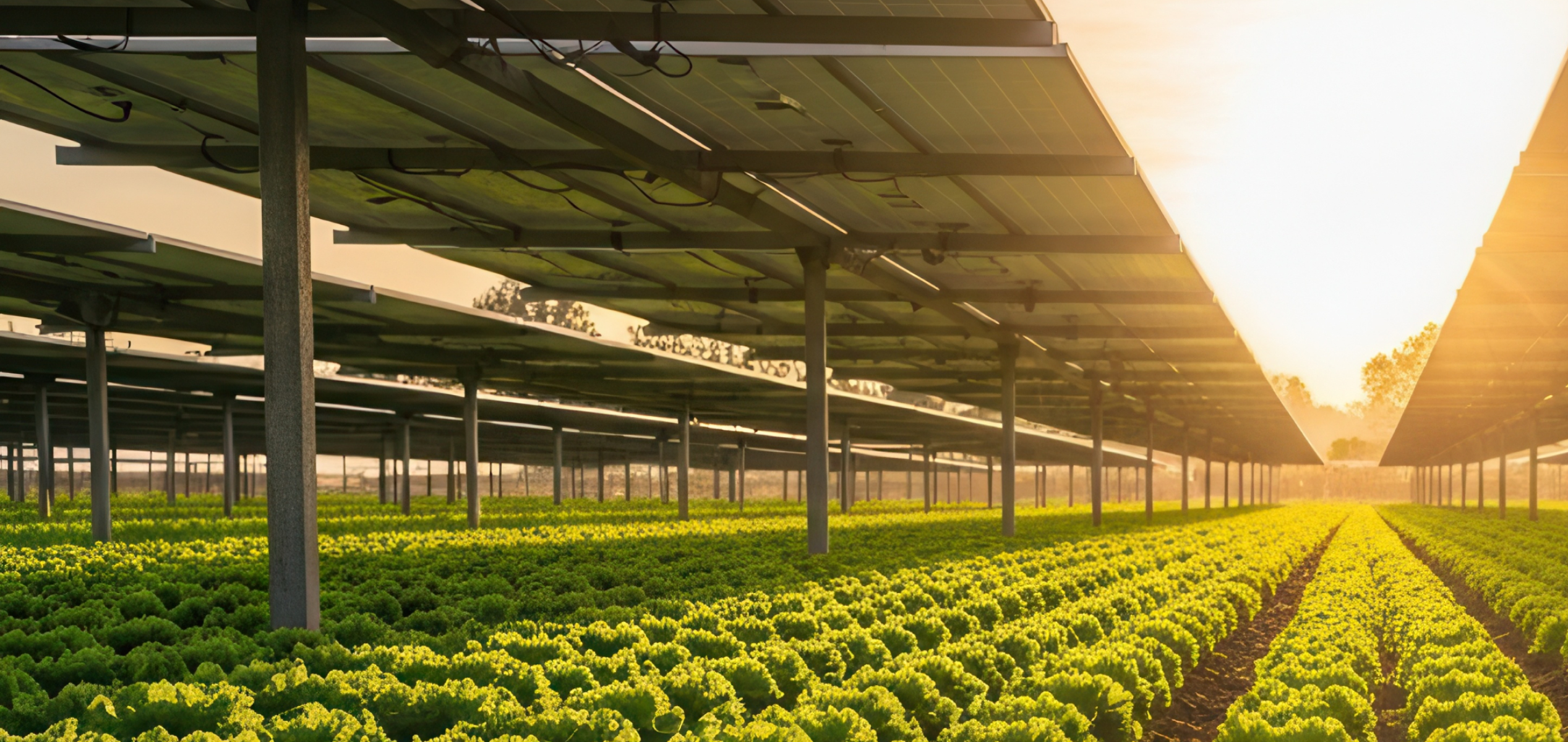 Solar energy helping Indian farmers power irrigation safely