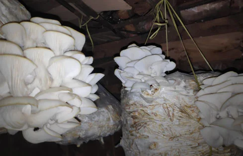 Mushroom Cultivation, Bedareddyhalli village, KN