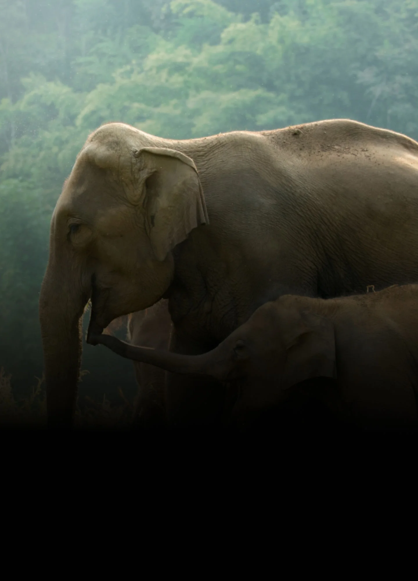 Gaja Snrakshana: Role in protecting Odisha's Elephants