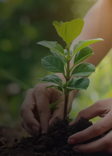 Tata Power's dream of a greener tomorrow