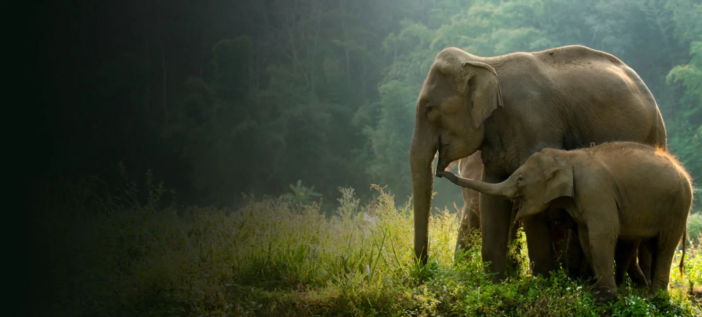 Gaja Snrakshana: Role in protecting Odisha's Elephants