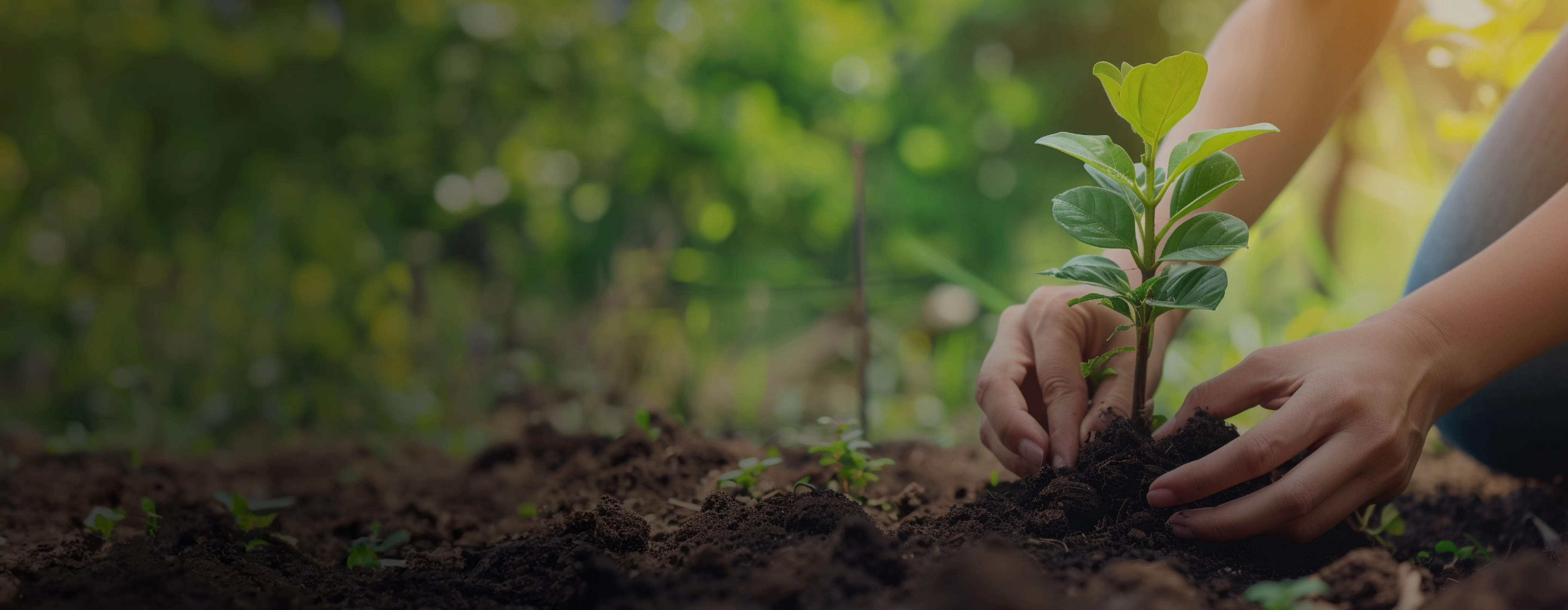 Tata Power's dream of a greener tomorrow