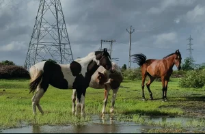 Sourav Jana captures nature at its harmonious best