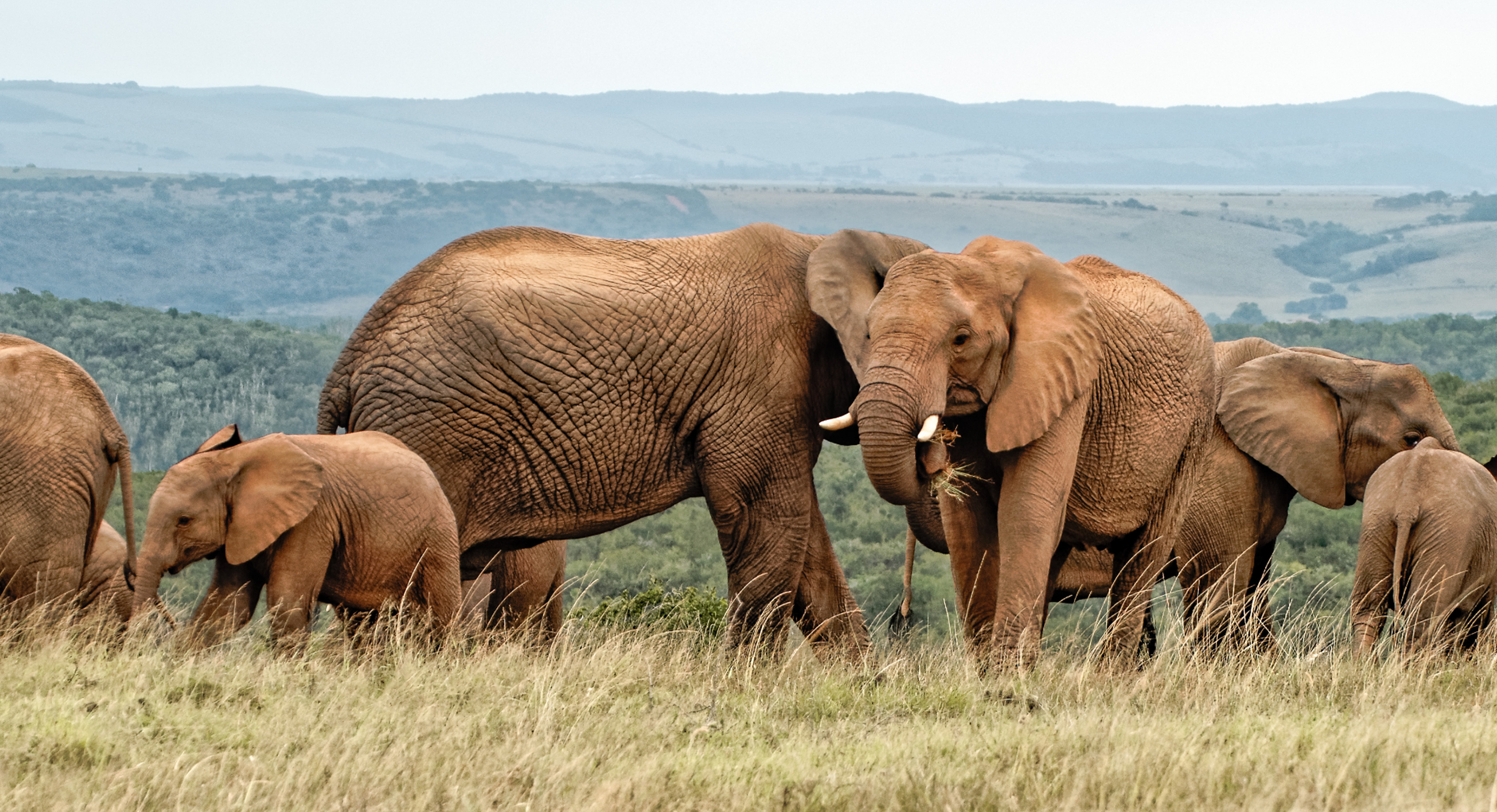 Role of elephants in nature ties directly into sustainability goals