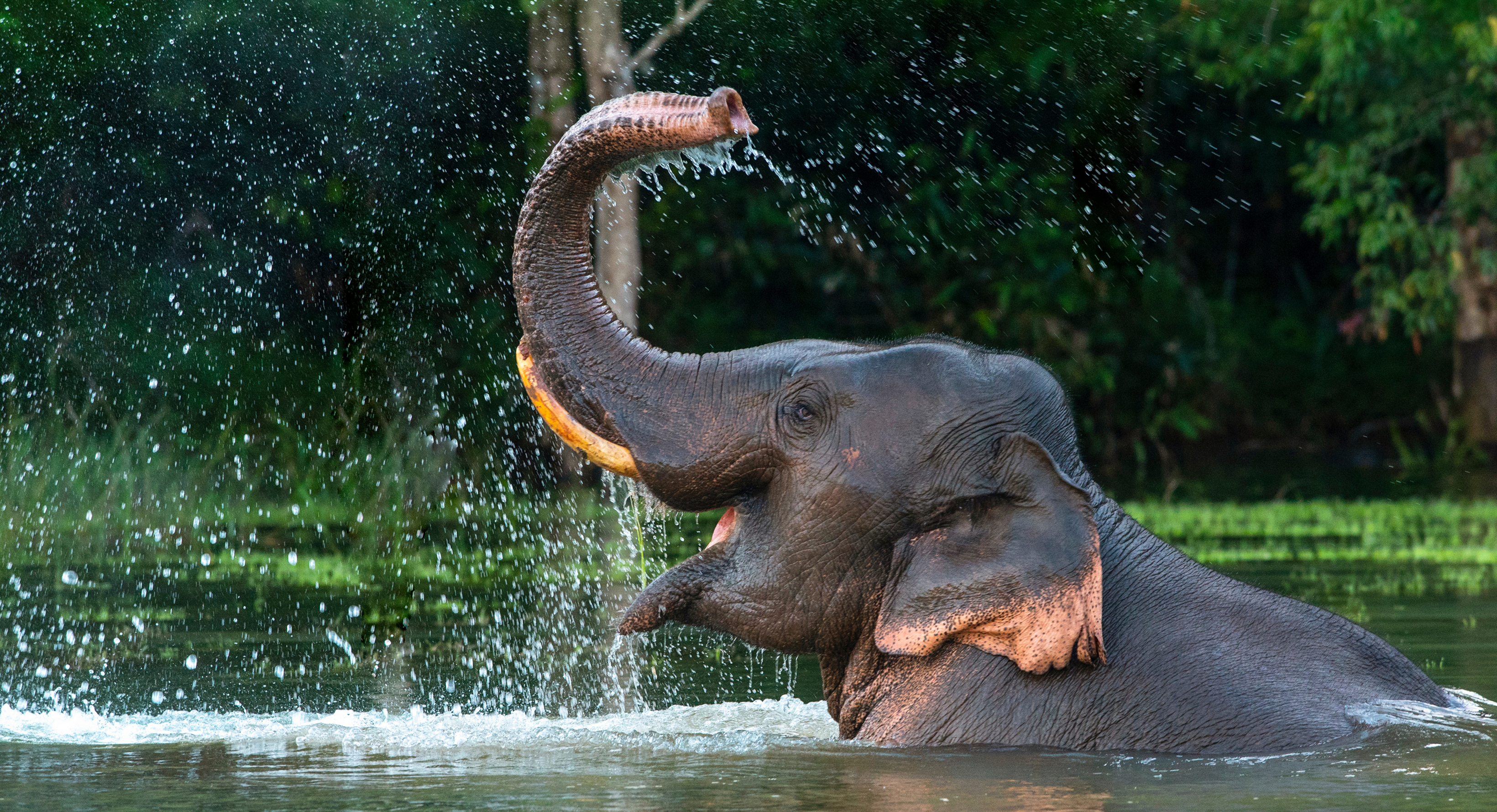 World elephant day is a reminder to protect elephants and their habitats