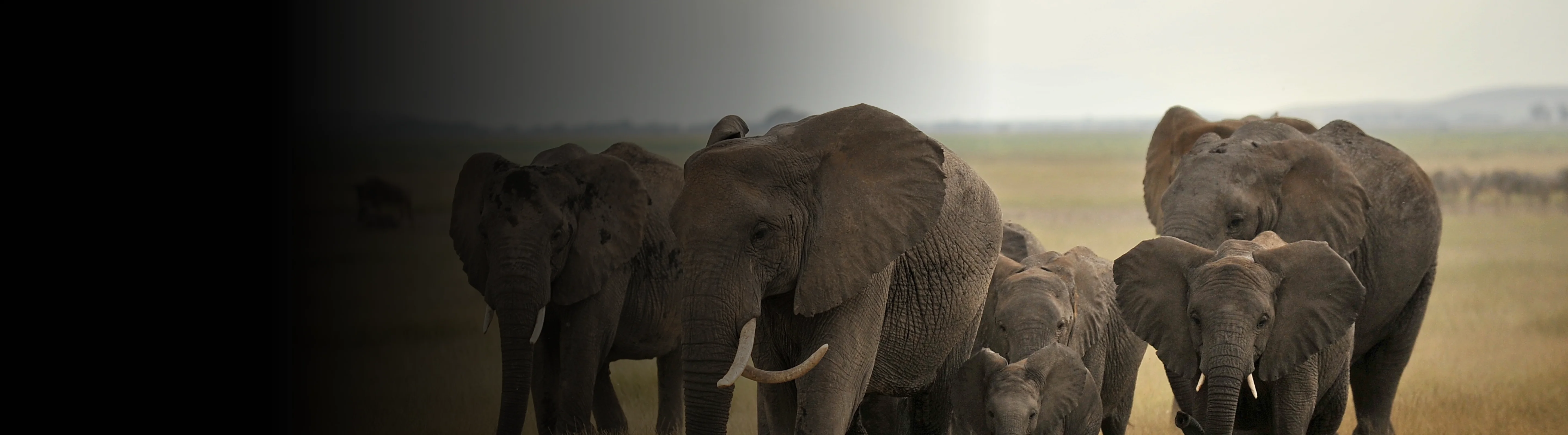 World Elephant Day 2025