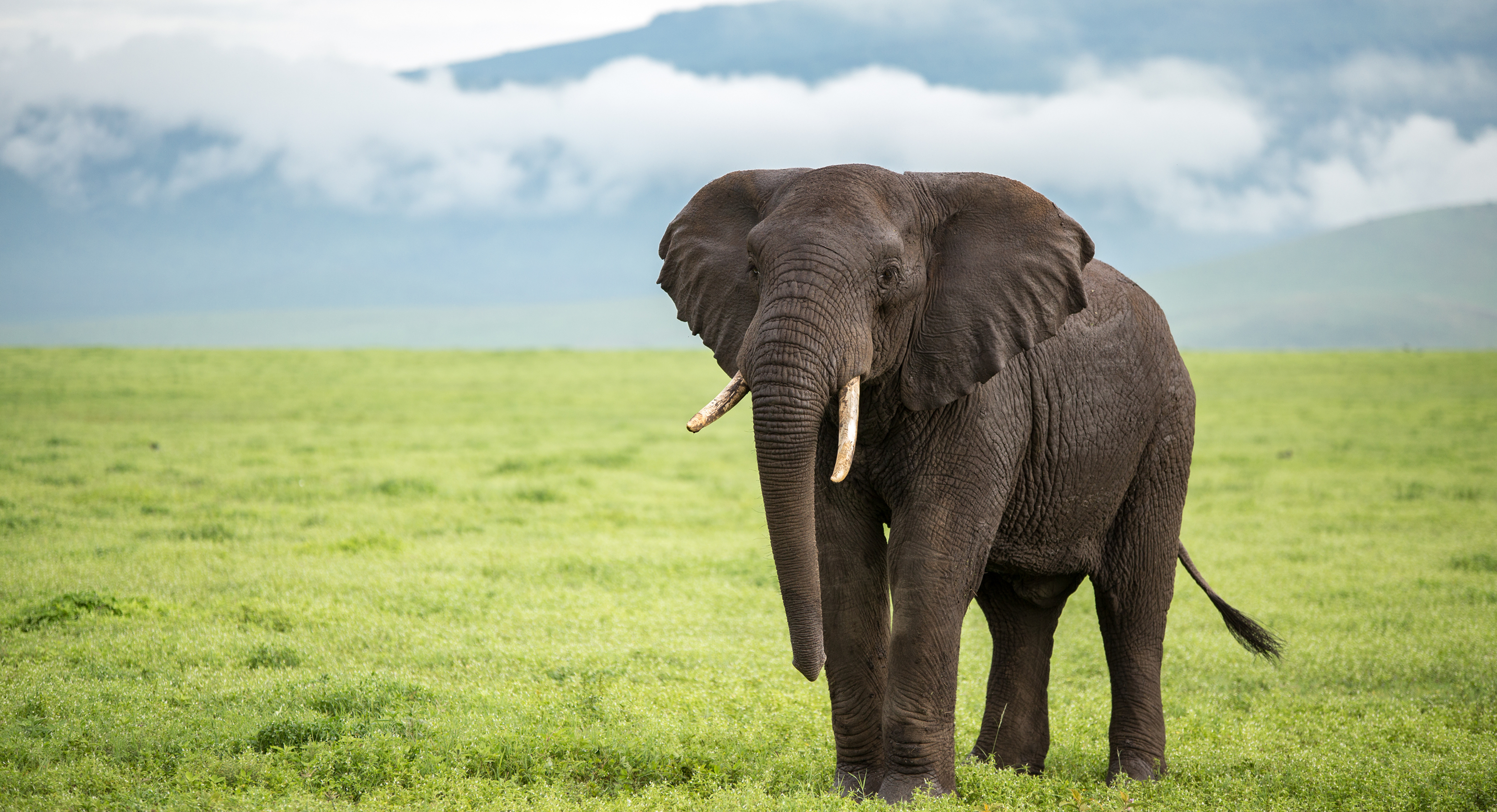 World elephant day promotes positive solutions for elephants' welfare